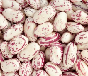 cranberry beans close up