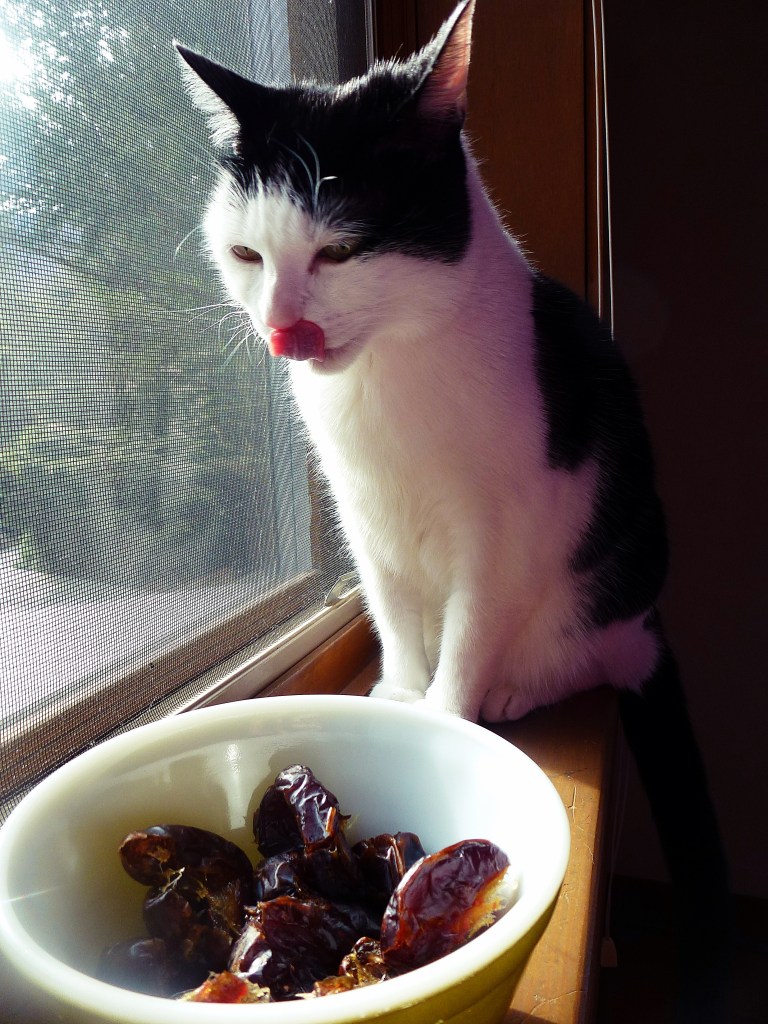 Lexi smacking her lips at HER giant bowl of dates (she wishes!). 